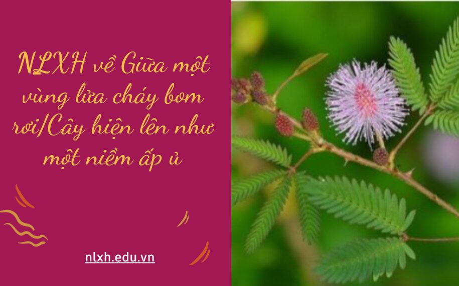 NLXH về chủ đề Giữa một vùng lửa cháy bom rơi/Cây hiện lên như một niềm ấp ủ